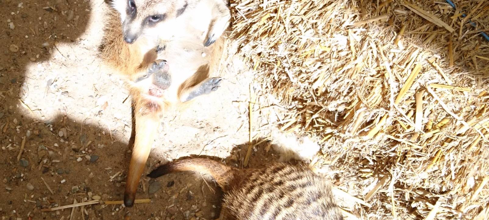 Große Wiedersehensfreude im Affen- und Vogelpark