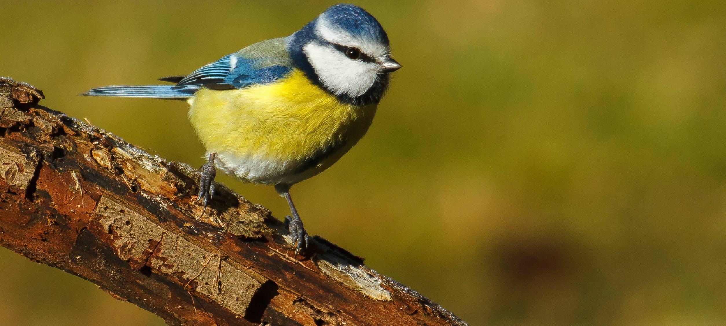 Stunde der Gartenvögel - Zählung vor der Haustür