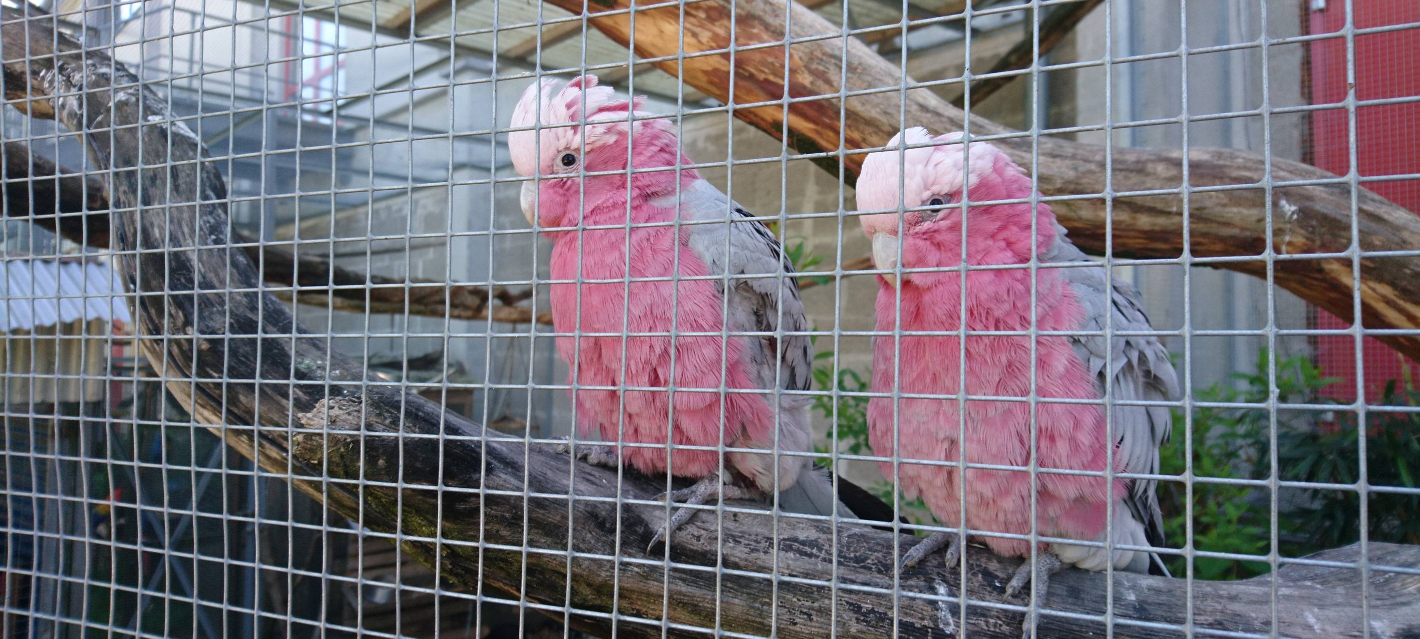 Große Wiedersehensfreude im Affen- und Vogelpark