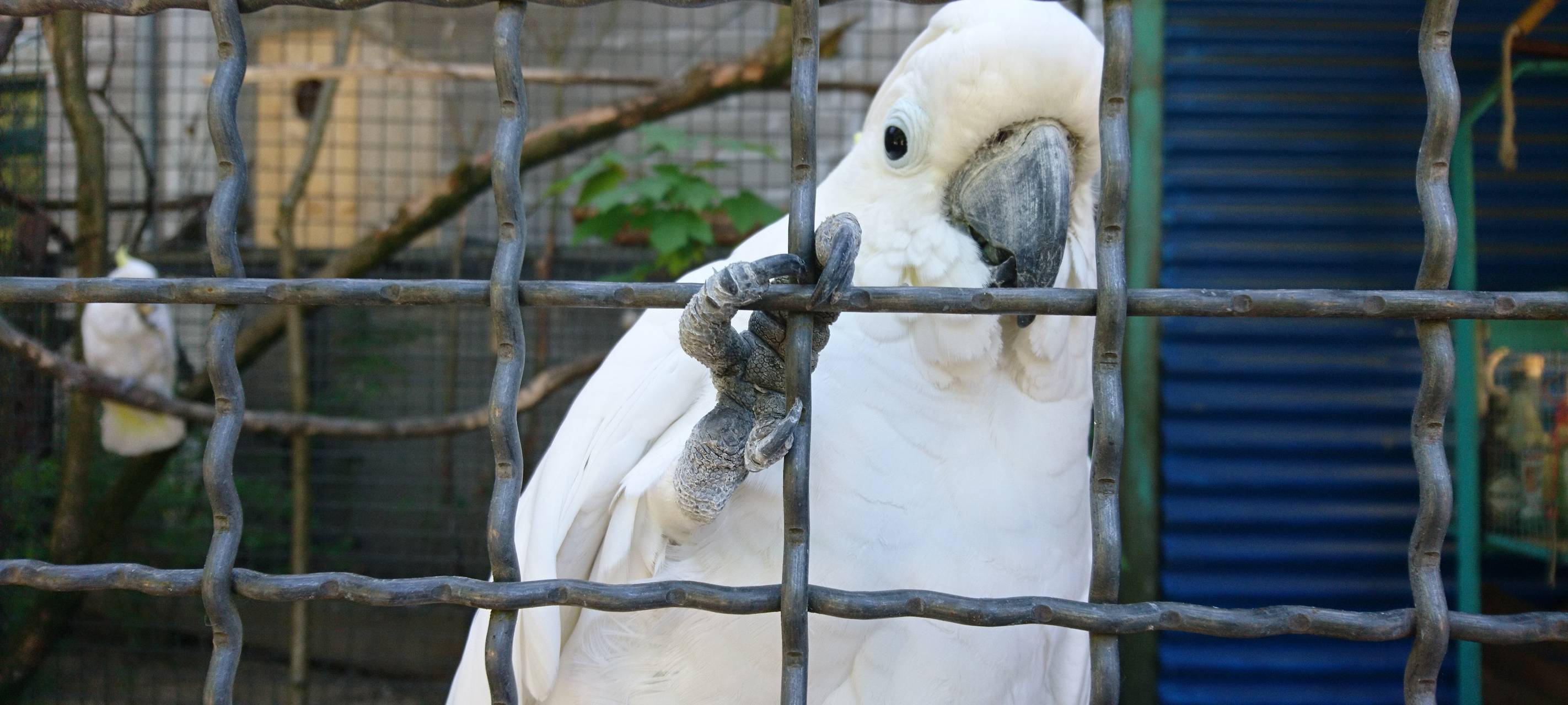 Große Wiedersehensfreude im Affen- und Vogelpark