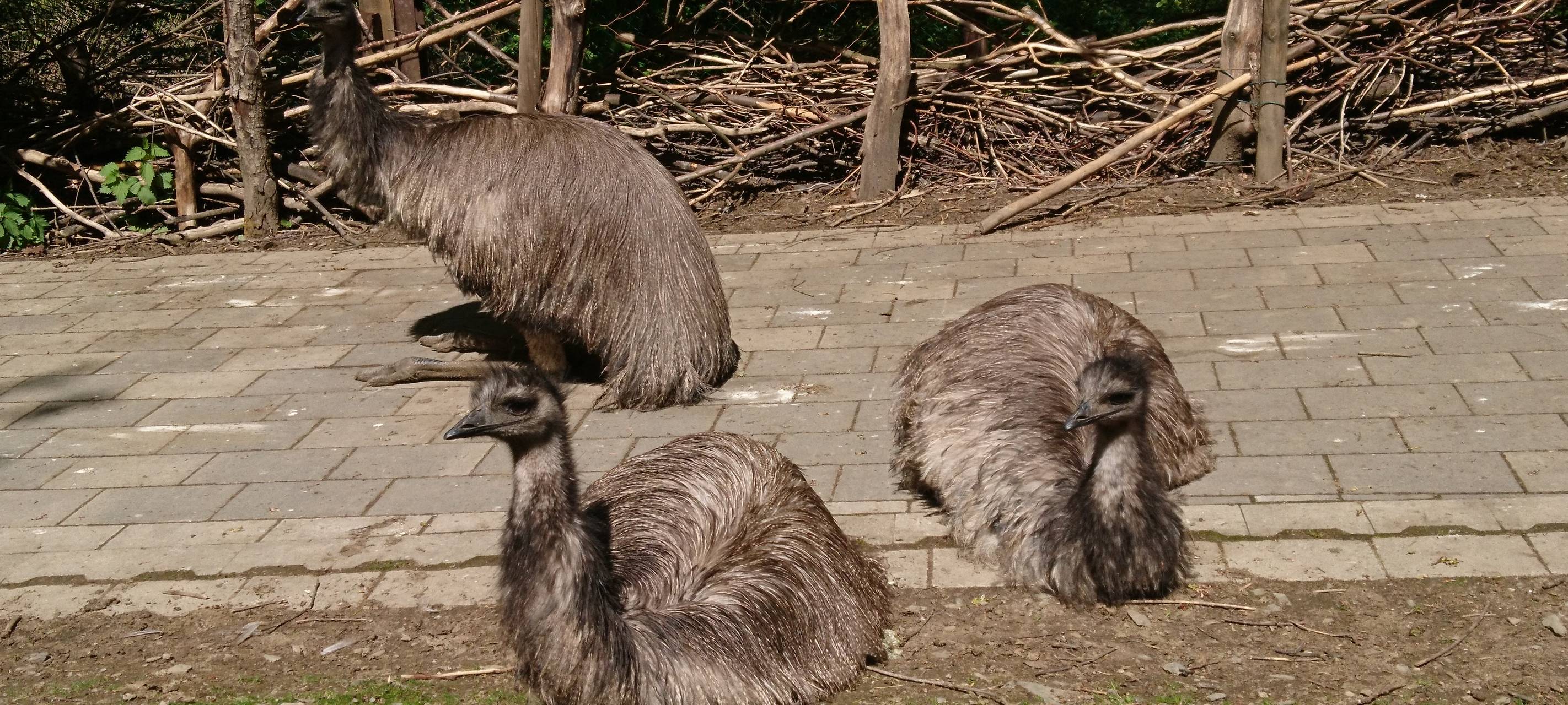 Große Wiedersehensfreude im Affen- und Vogelpark