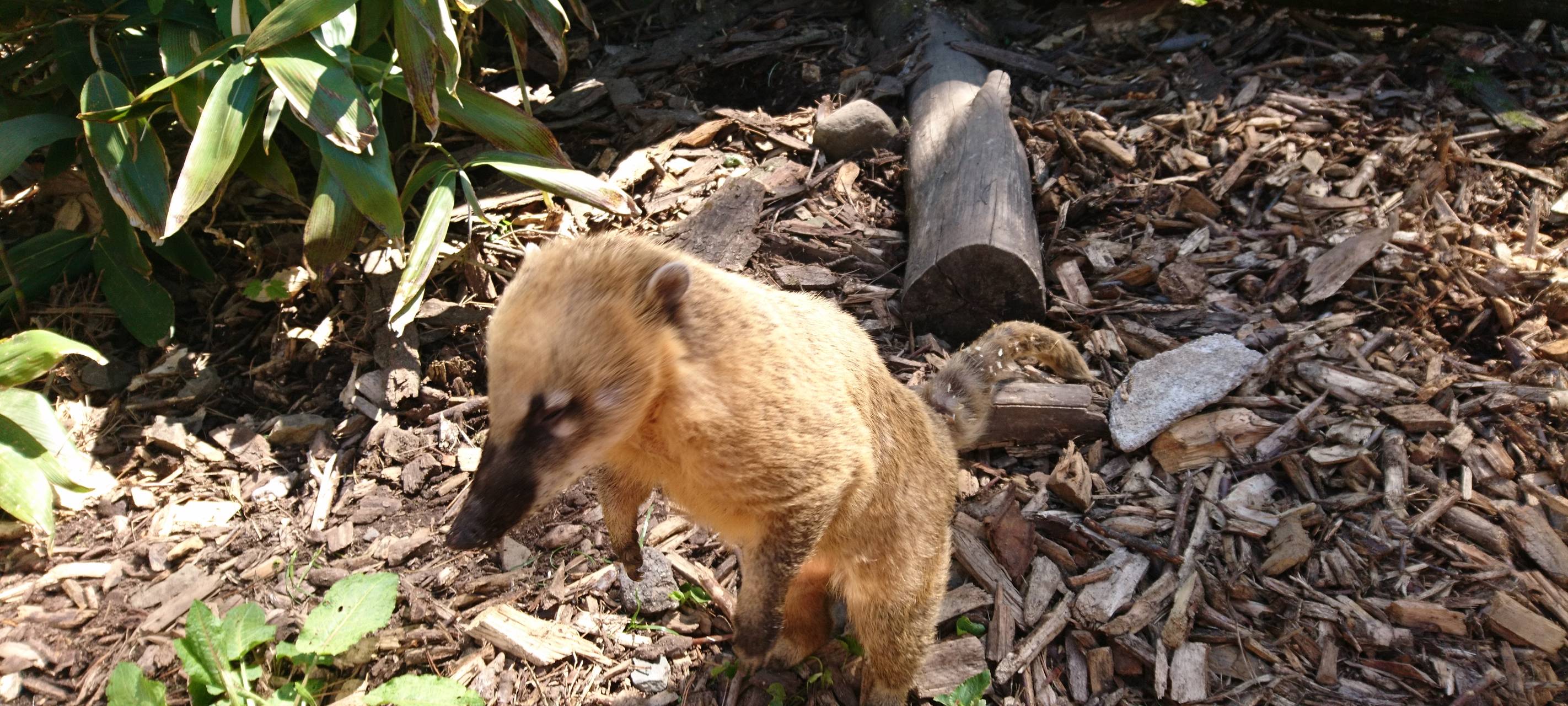 Große Wiedersehensfreude im Affen- und Vogelpark