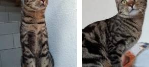 Kater in Wiehl-Oberbantenberg gesucht