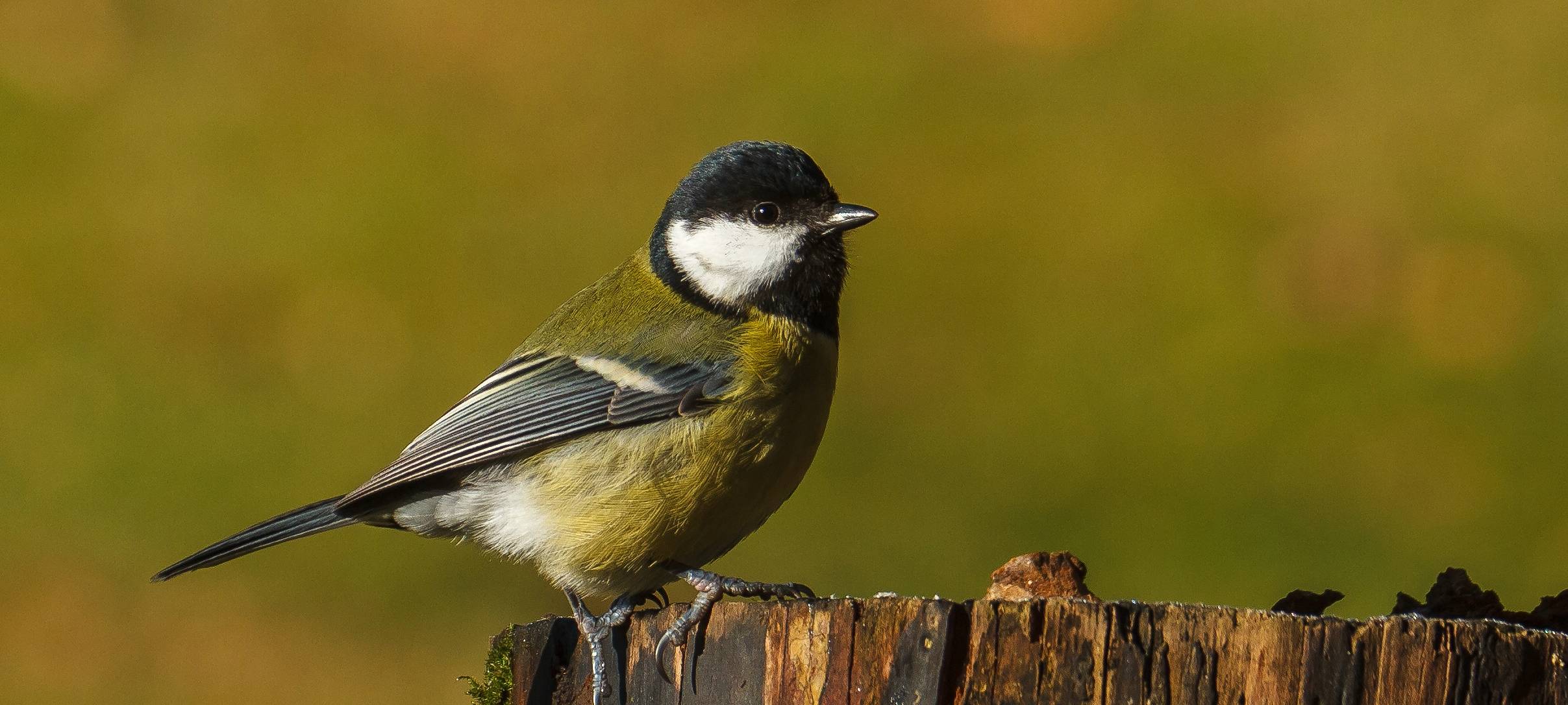 Stunde der Gartenvögel - Zählung vor der Haustür