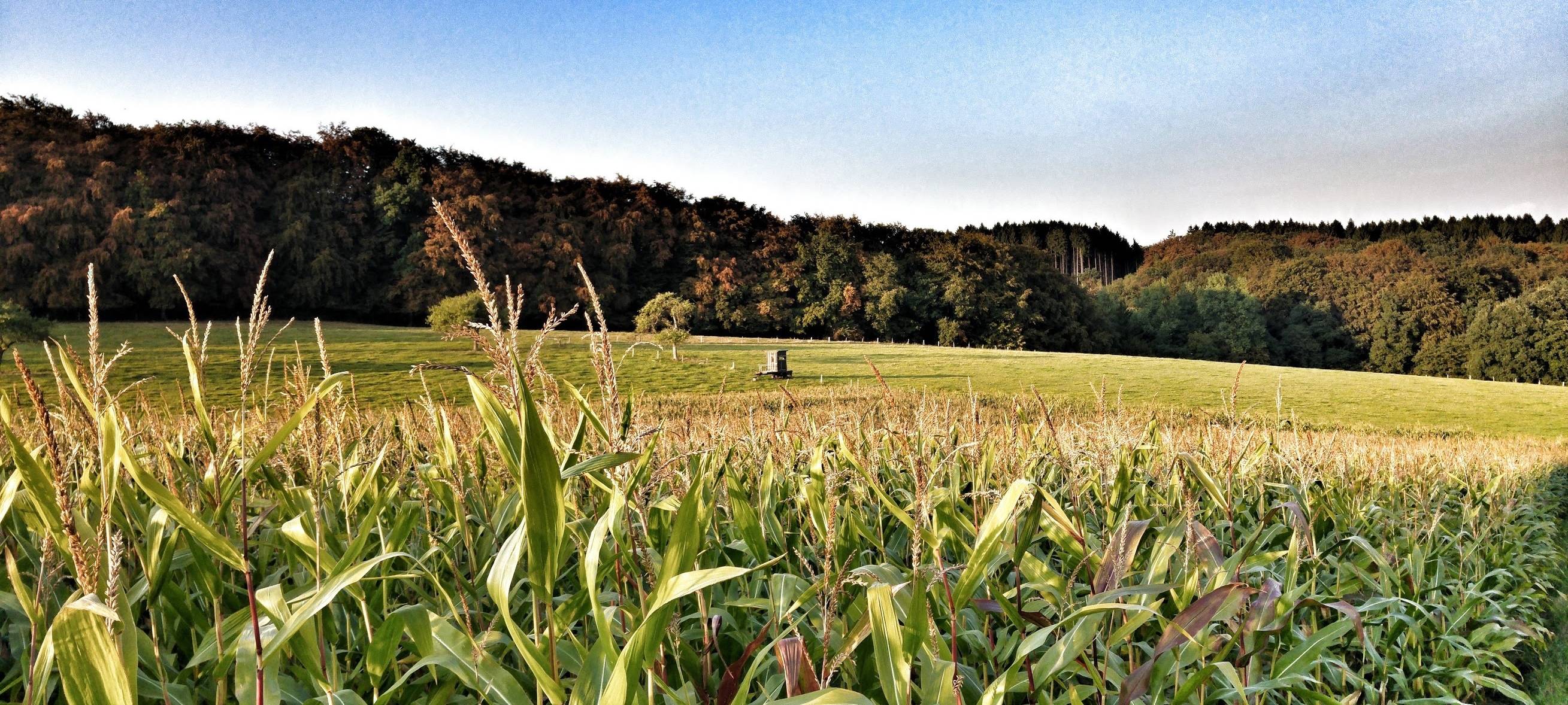 Landwirtschaft: Forschungsprojekt in Oberberg