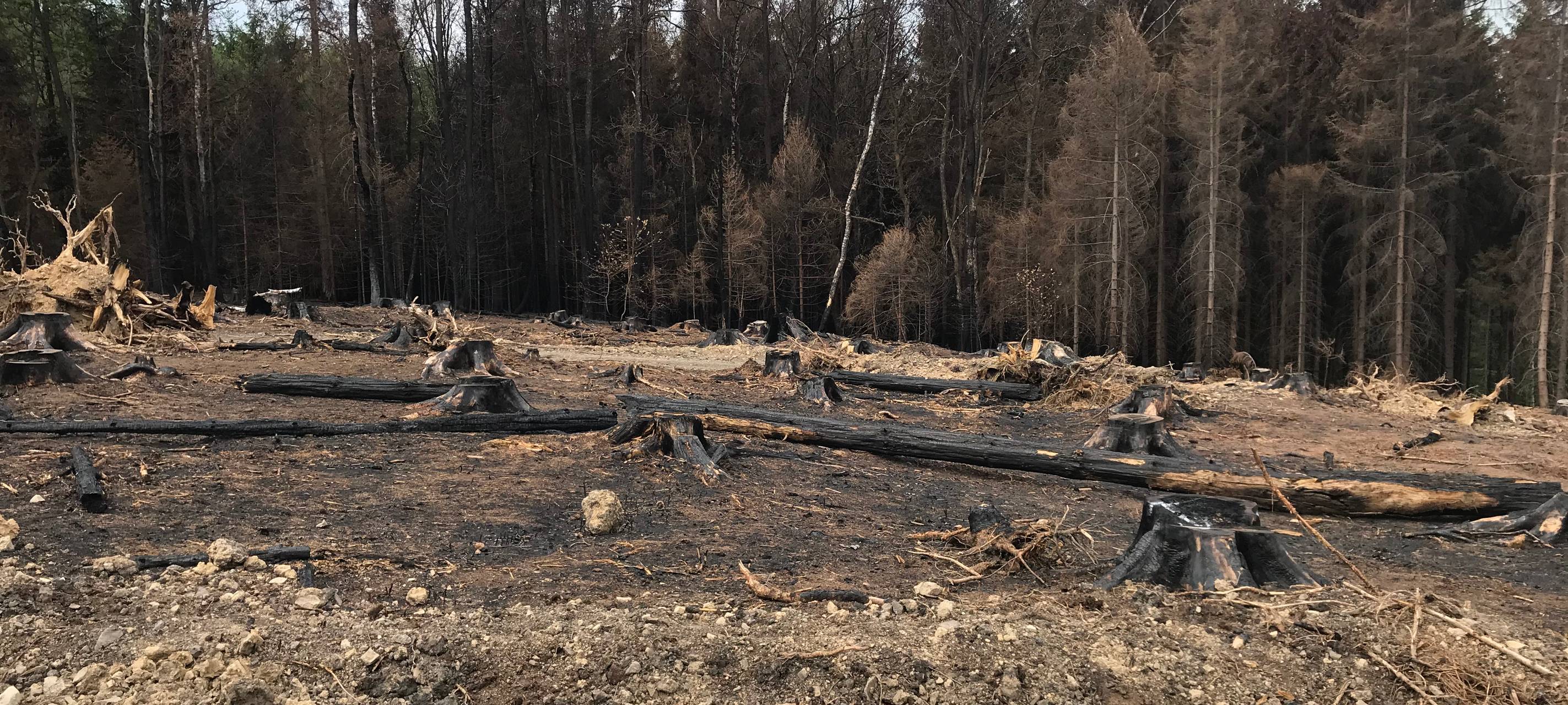 Vier Wochen nach dem Waldbrand in Gummersbach-Strombach