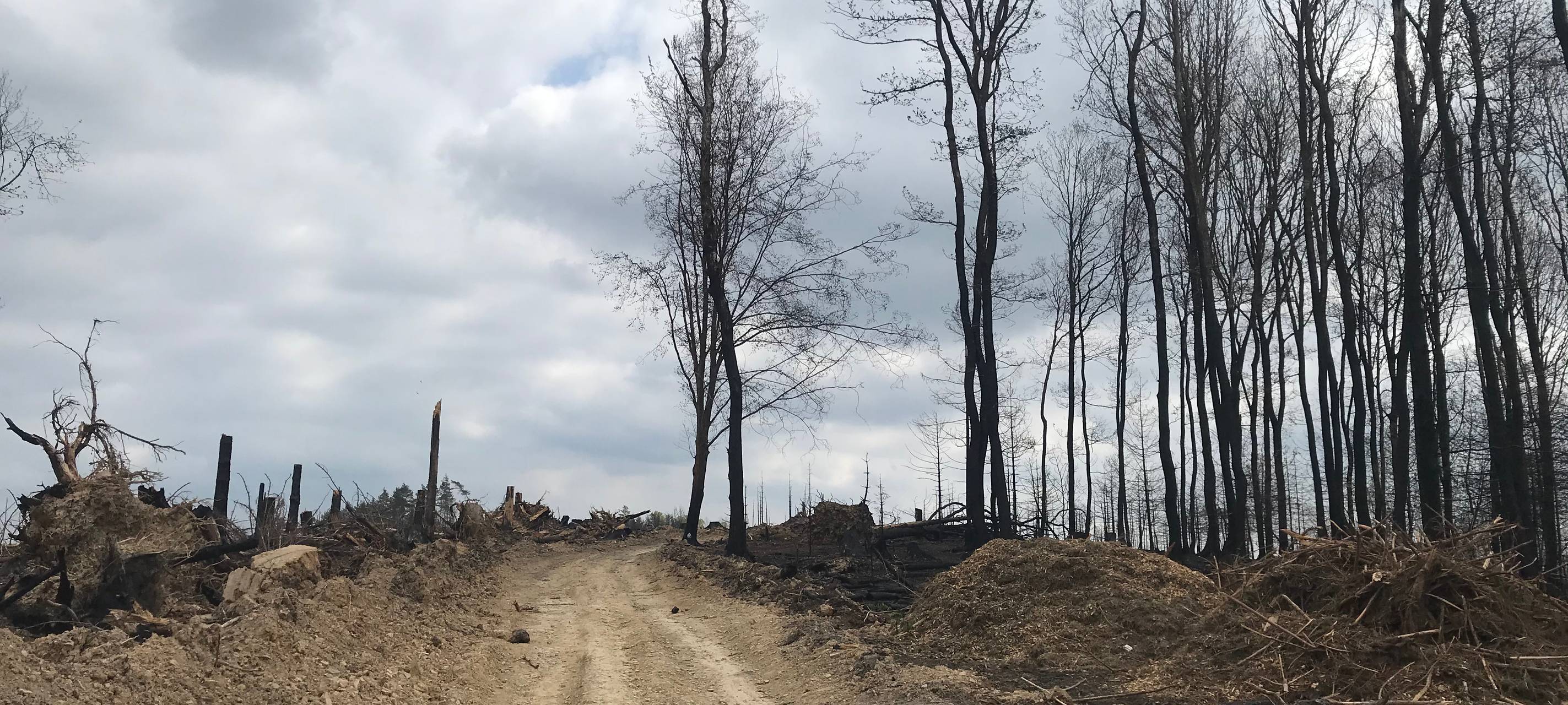 Vier Wochen nach dem Waldbrand in Gummersbach-Strombach
