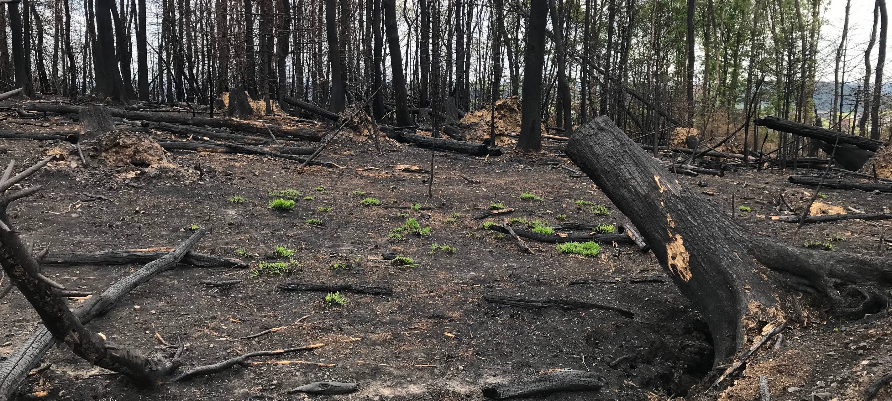 Vier Wochen nach dem Waldbrand in Gummersbach-Strombach