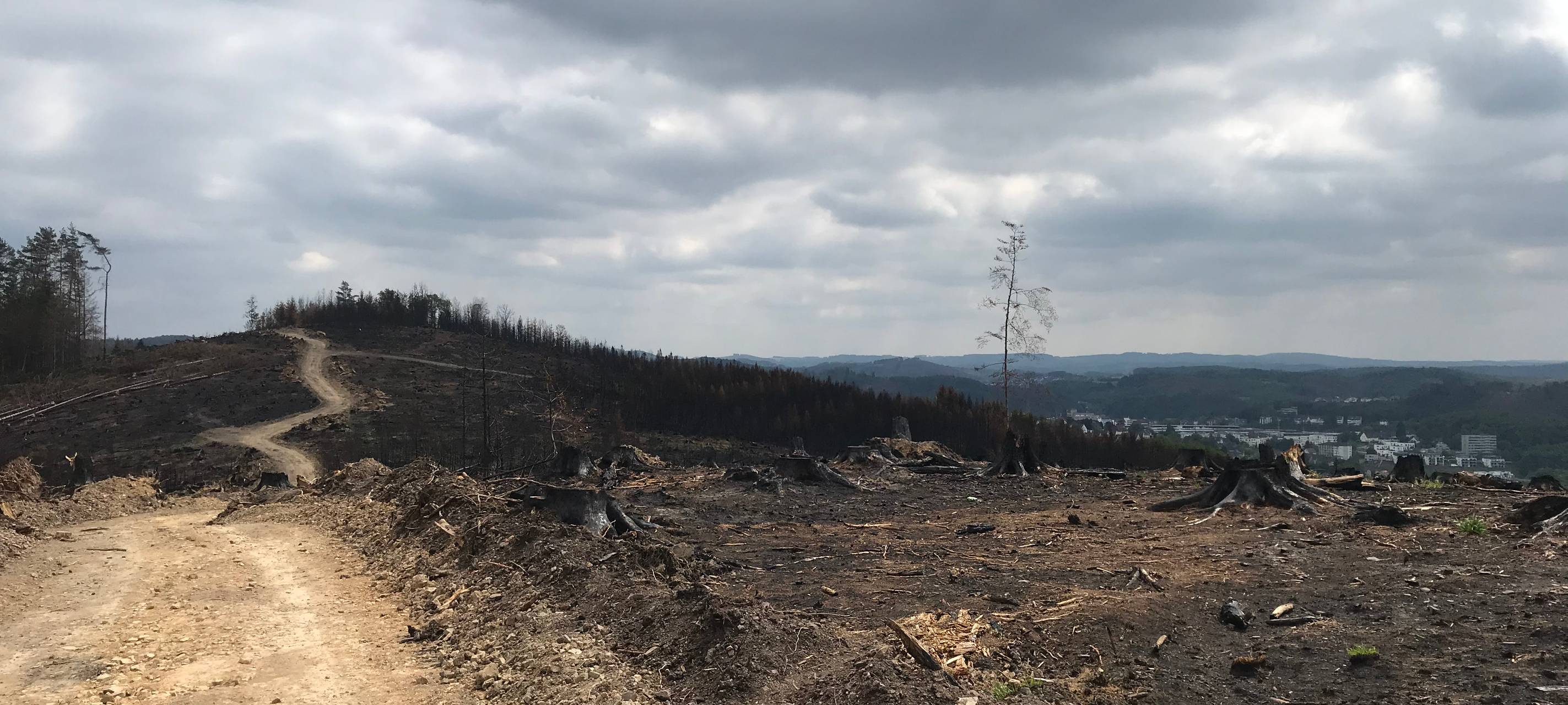 Vier Wochen nach dem Waldbrand in Gummersbach-Strombach