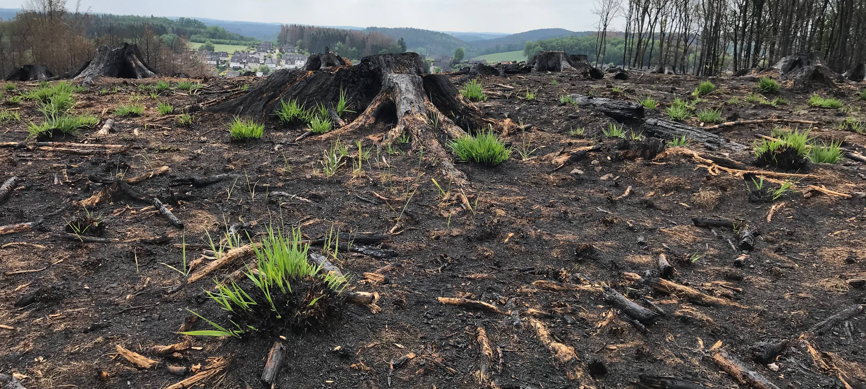 Vier Wochen nach dem Waldbrand in Gummersbach-Strombach