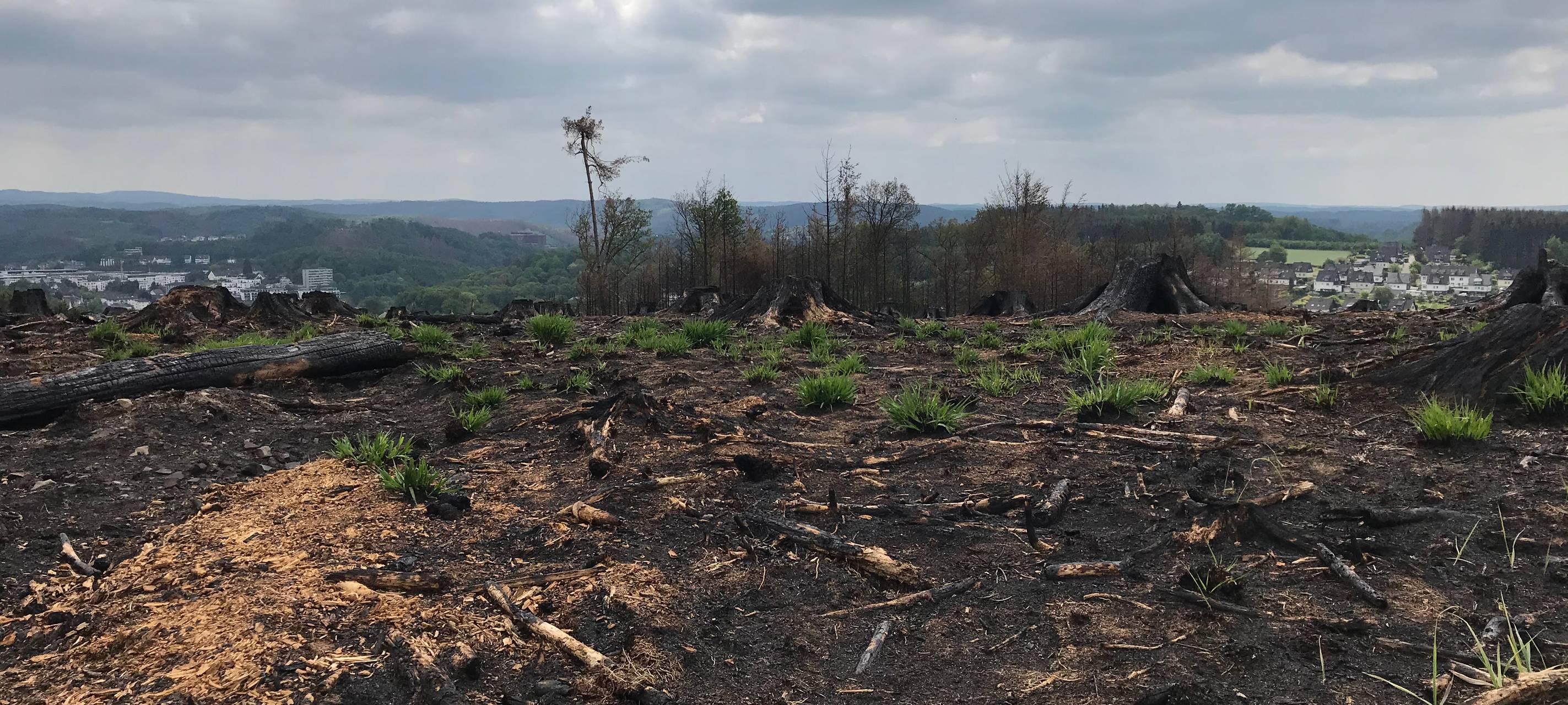 Vier Wochen nach dem Waldbrand in Gummersbach-Strombach