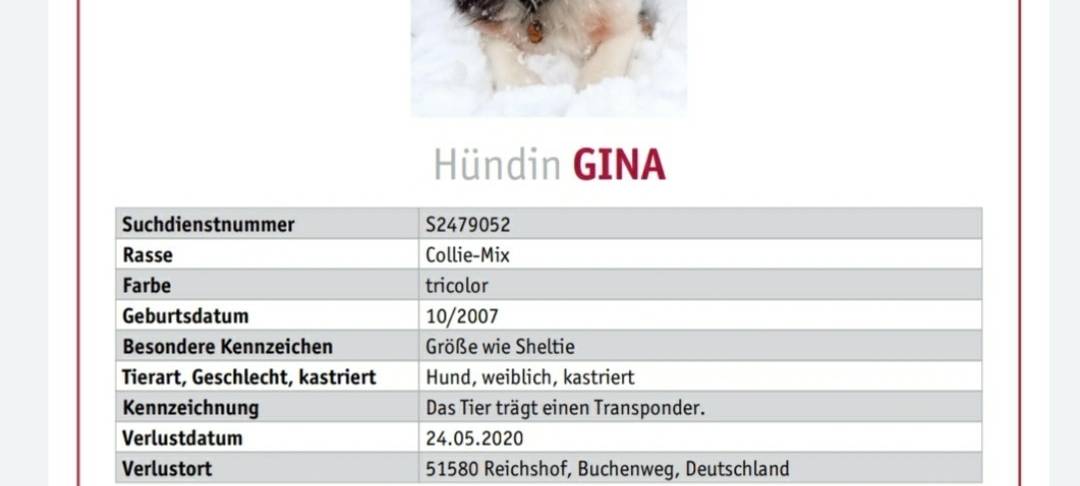 Hündin Gina in Reichshof entlaufen