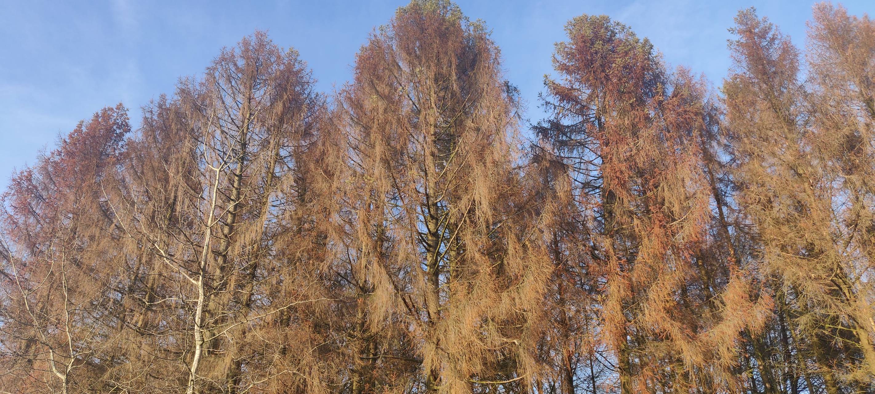 Waldsterben