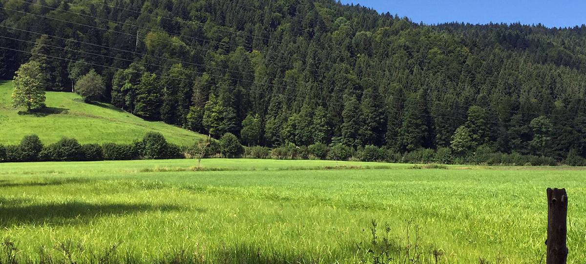 Düngen mit Gülle soll schadstoffärmer werden