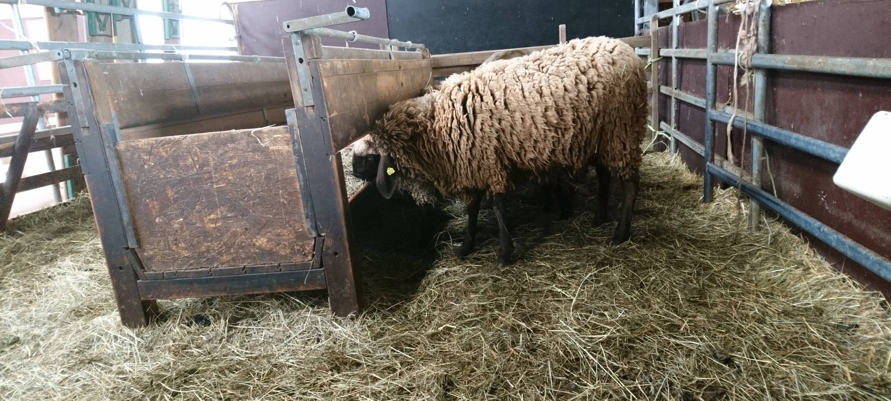 Ferienprogramm auf dem Bauernhof: Kind trifft Tier