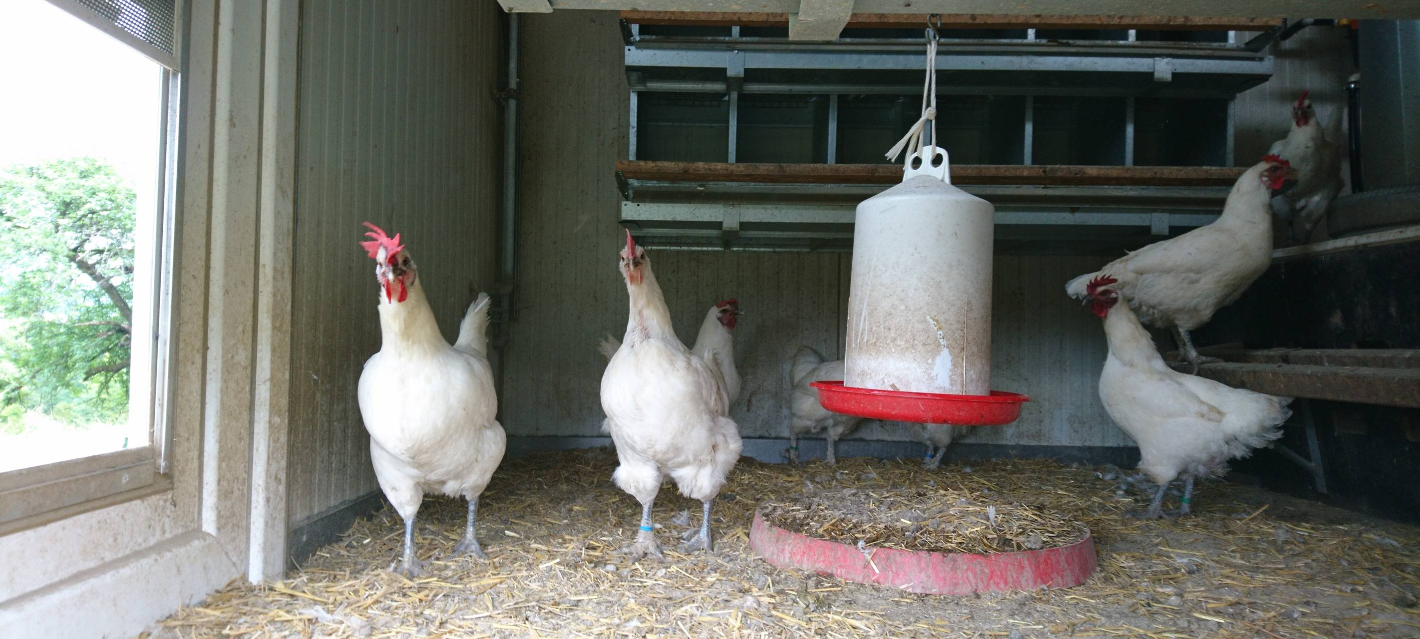 Ferienprogramm auf dem Bauernhof: Kind trifft Tier