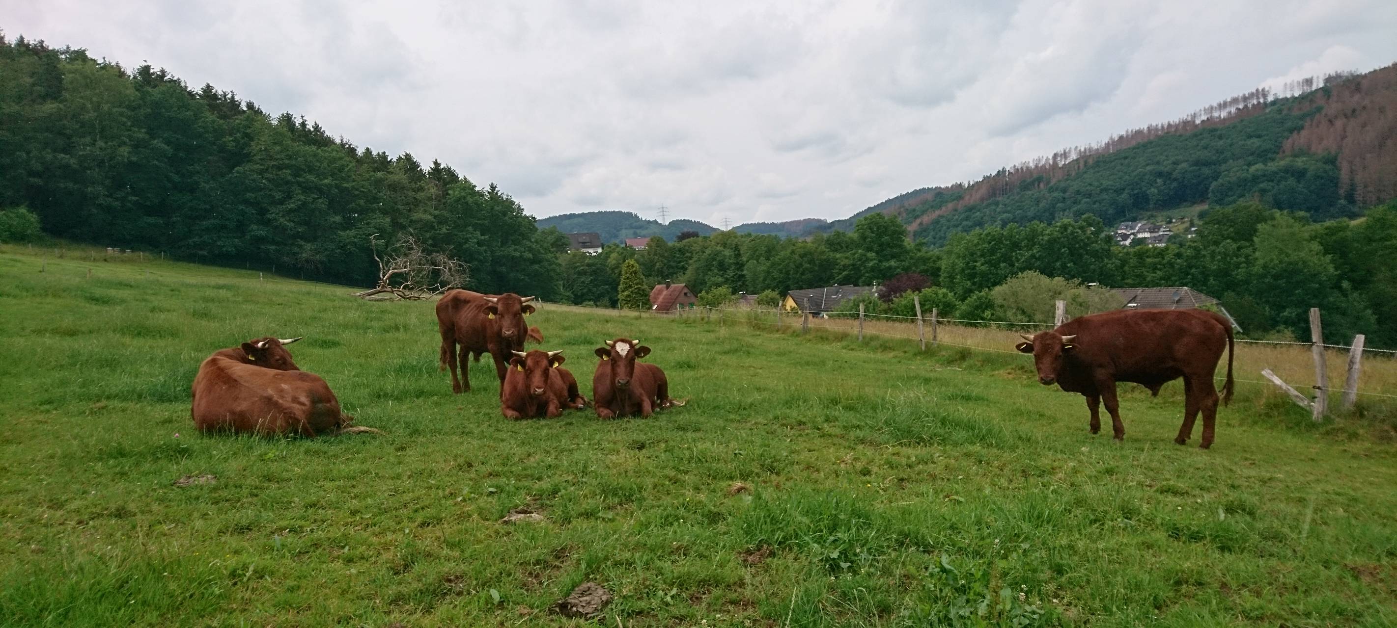 Ferienprogramm auf dem Bauernhof: Kind trifft Tier