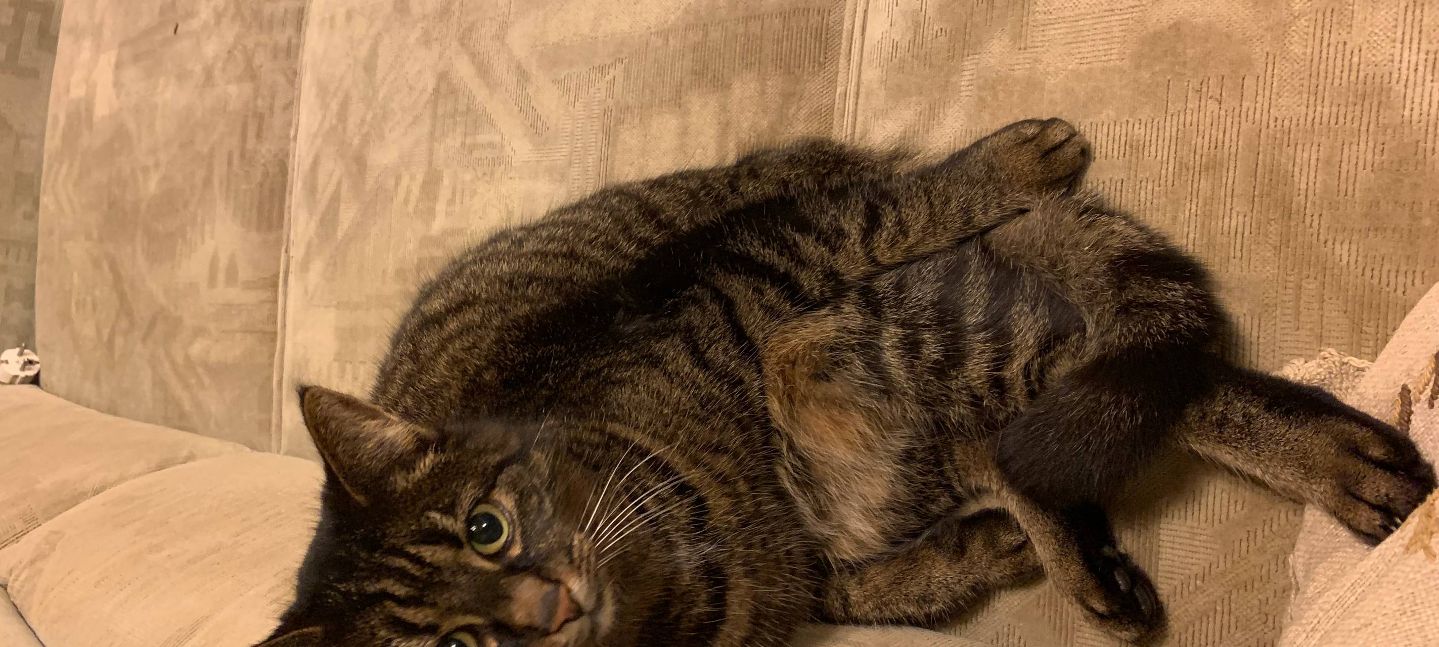 In Kürten - Alte Schulstraße - wird Katze Tigo vermisst.