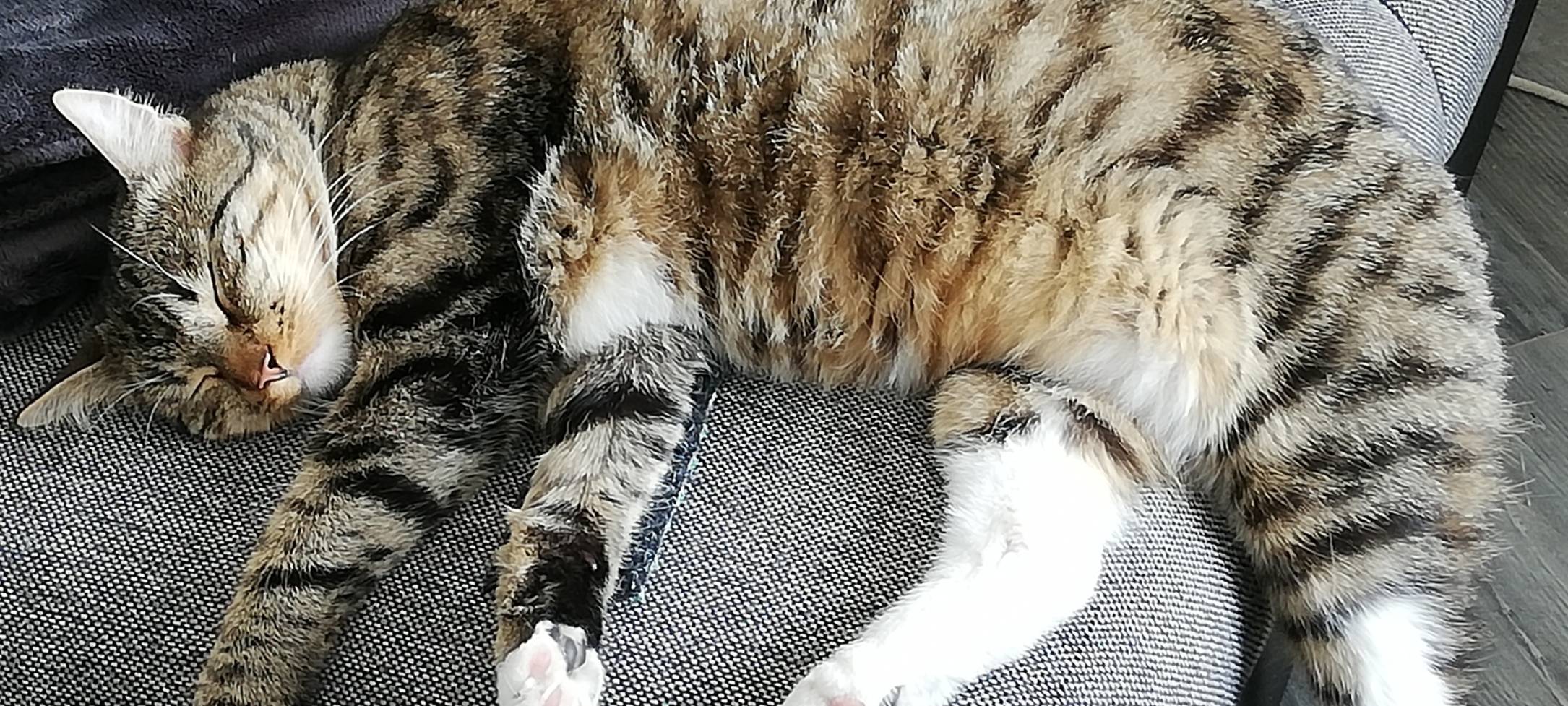 Kater Filou wird in Kürten-Bechen vermisst