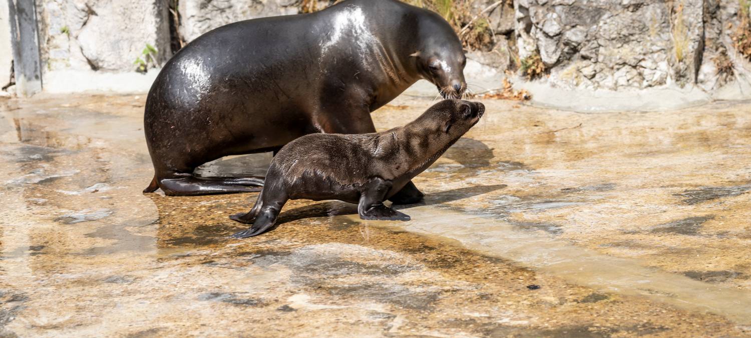 Kalifornisches Seelöwenbaby geboren