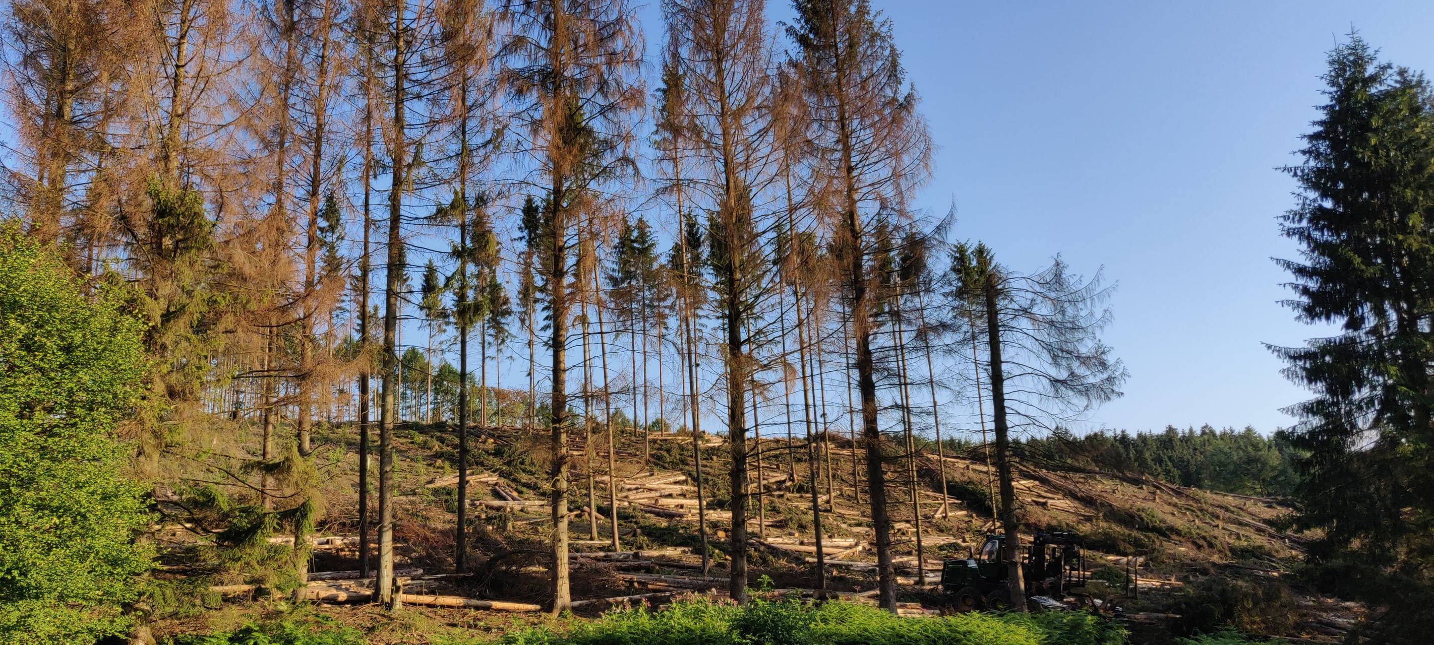 Waldsterben