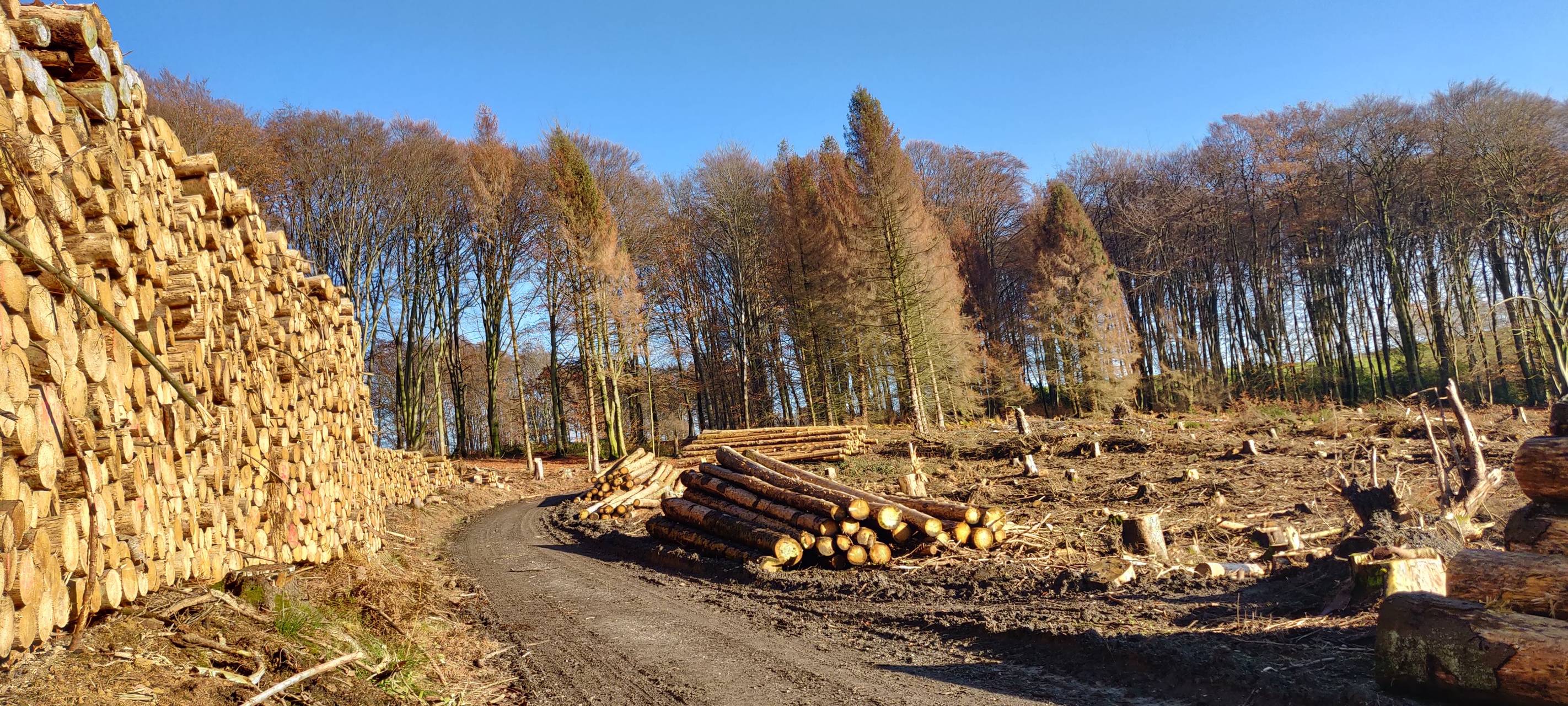 Waldsterben