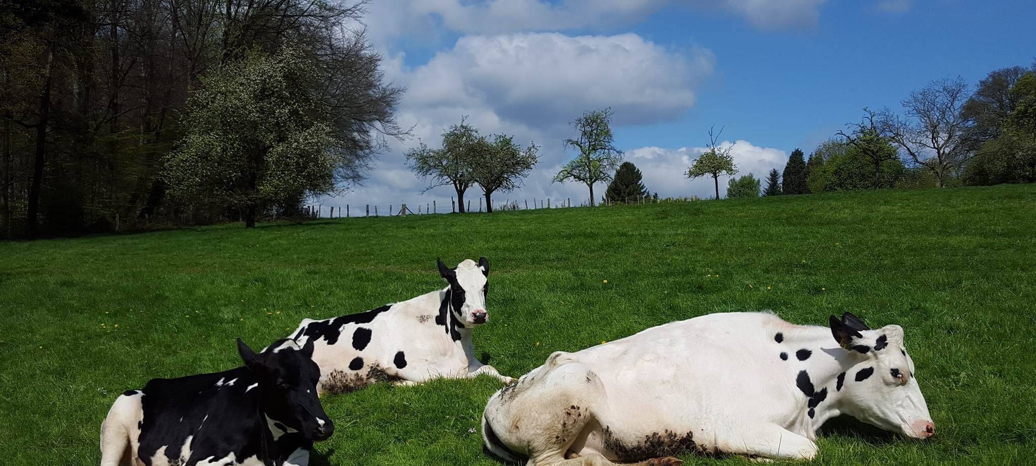 Milchviehbetriebe werden immer weniger