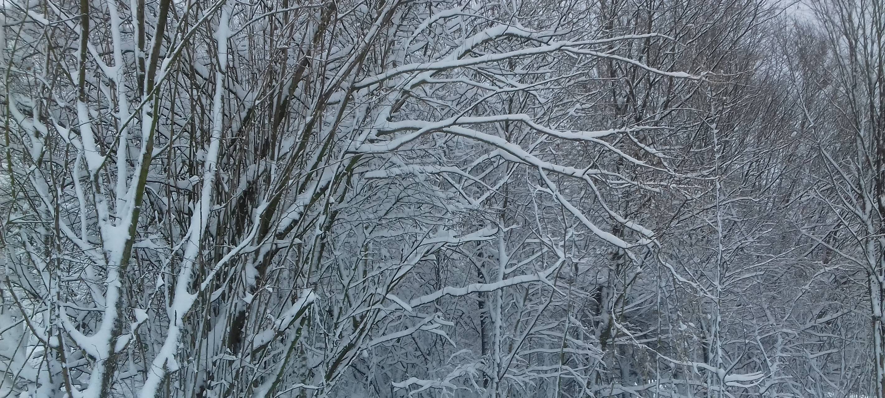 Wald Winter