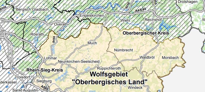 Wolfsgebiet Oberbergisches Land ausgewiesen
