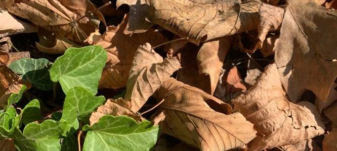 Tipps zum Schutz gegen Corona im Herbst