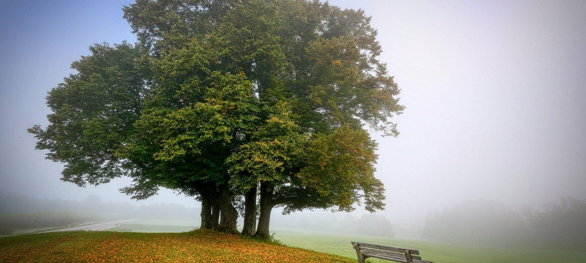 Neue Baumschutzsatzung tritt heute in Bergisch Gladbach in Kraft