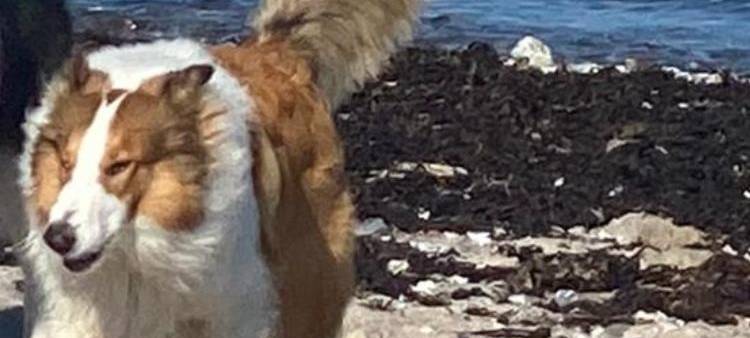 Junger Collie in Lindlar-Scheel entlaufen