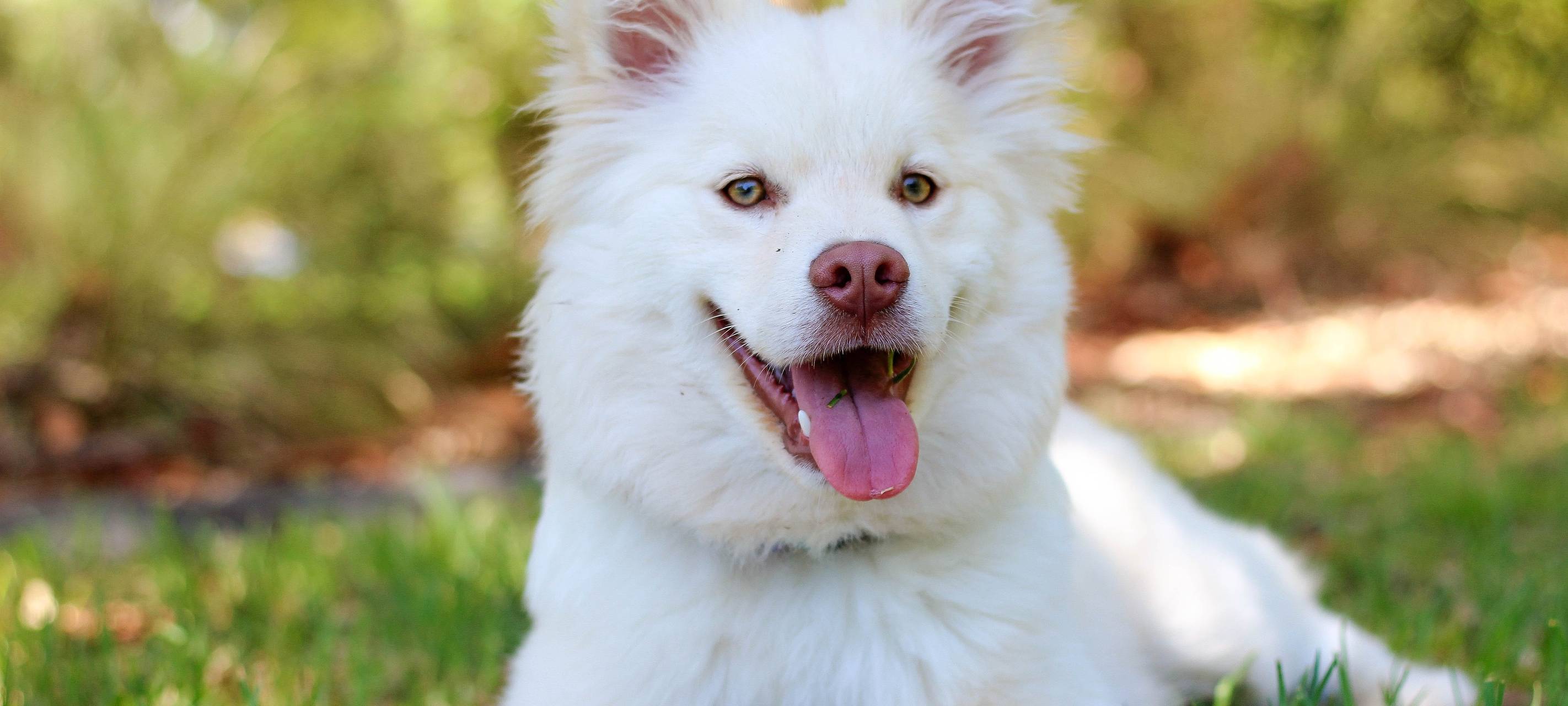 Hundesteuersätze landesweit im Mittelfeld
