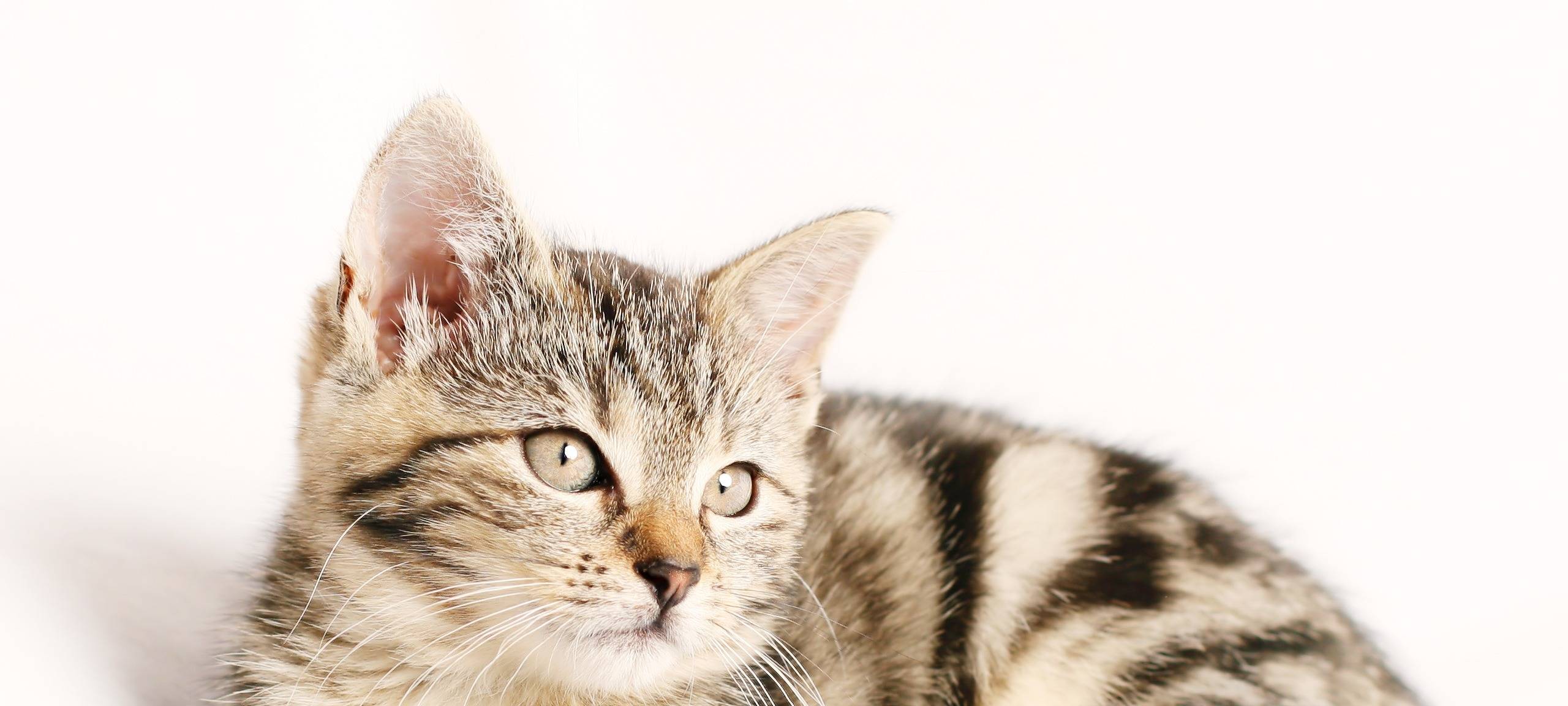 Katze Baby Katzenbaby Fellnase Pixabay Dummy Tier