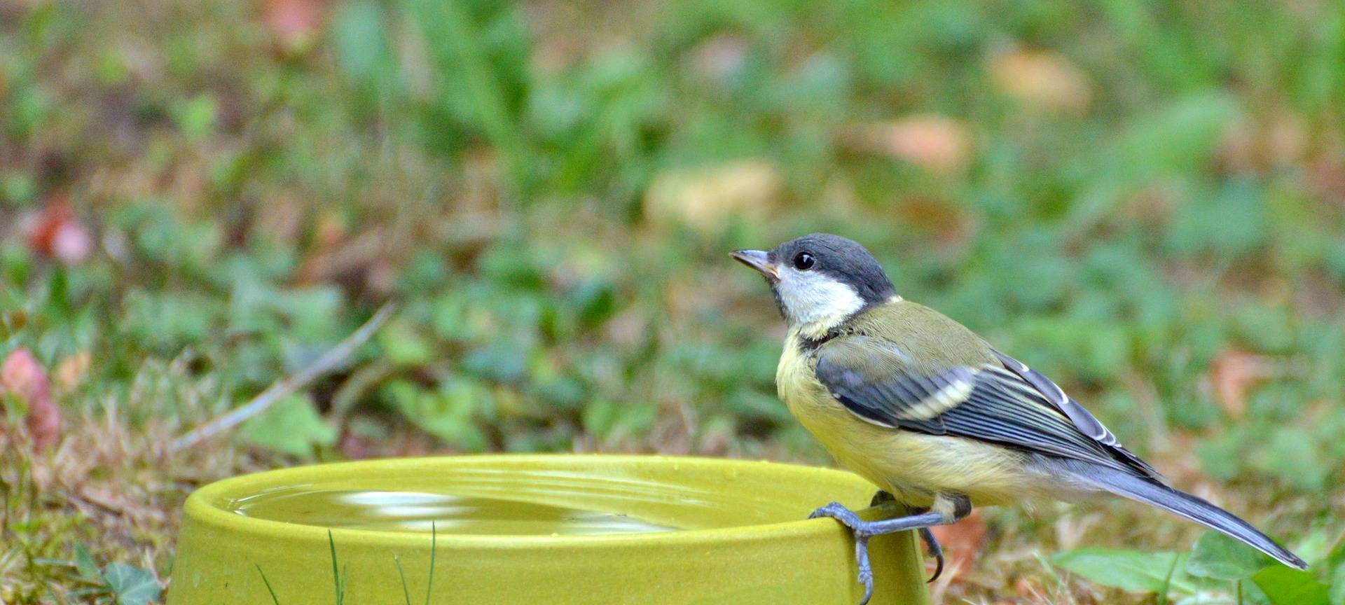 Maise Vogel Tränke Tiertränke Dummy Pixabay Schale