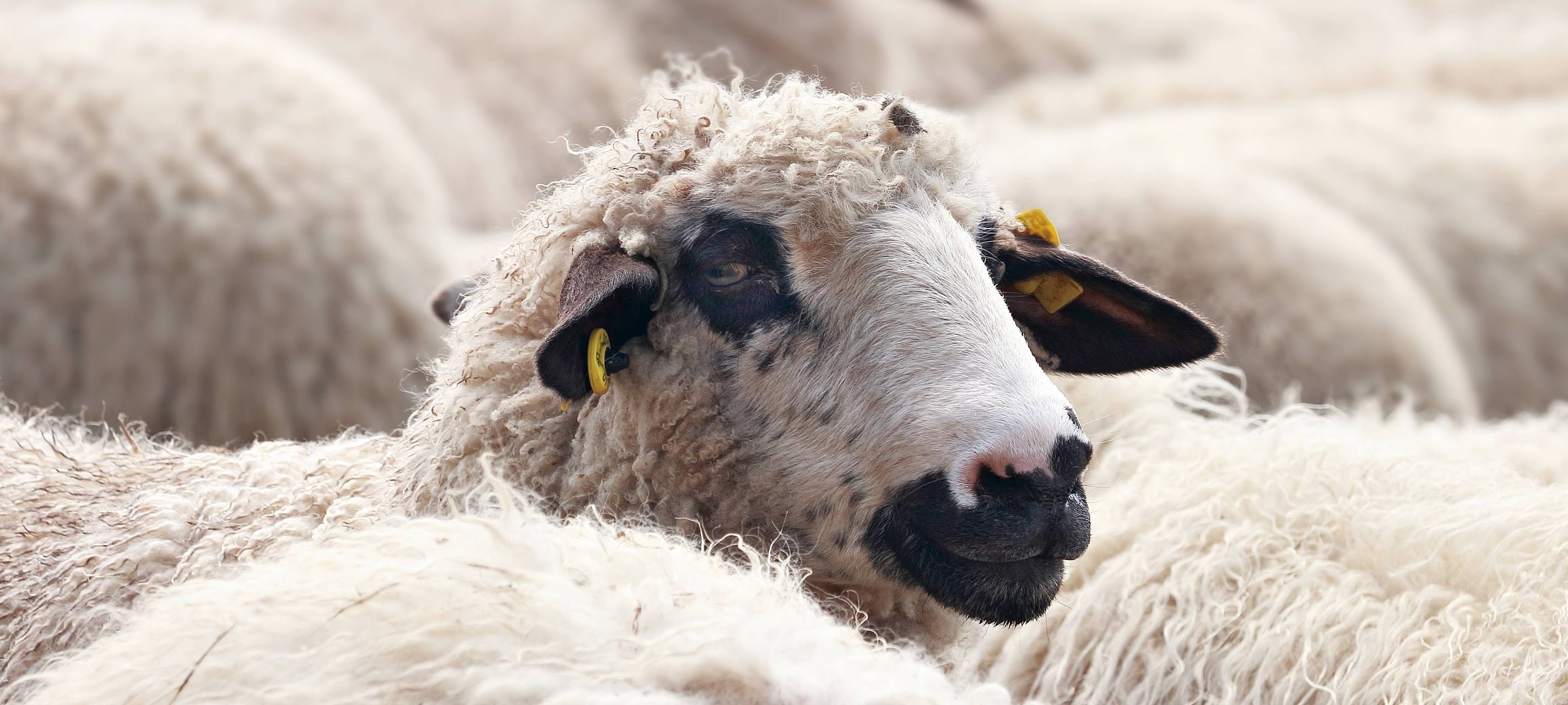 Blauzungenkrankheit: Knapp 200 Betriebe betroffen