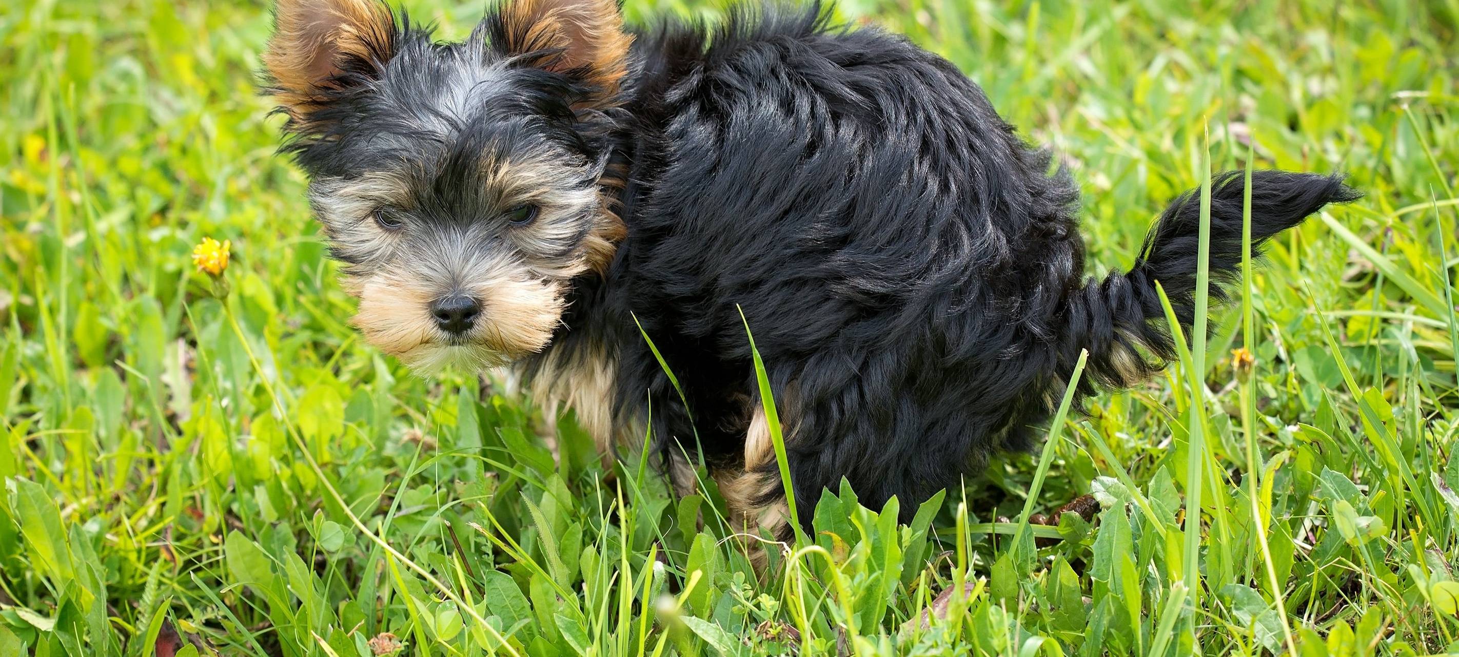 Kotbeutelpflicht in Wipperfürth: Hundehaltern drohen 70 Euro Bußgeld