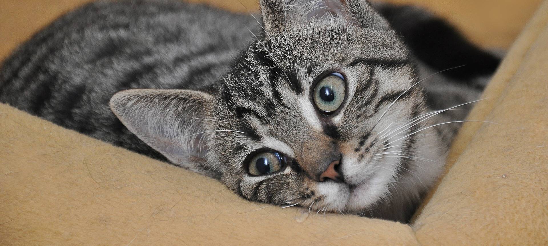 Viele Katzenbabys in bergischen Tierheimen