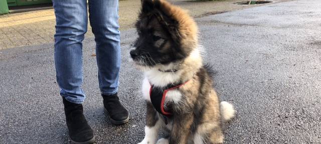 Schulhund Ari am Gymnasium Wermelskirchen