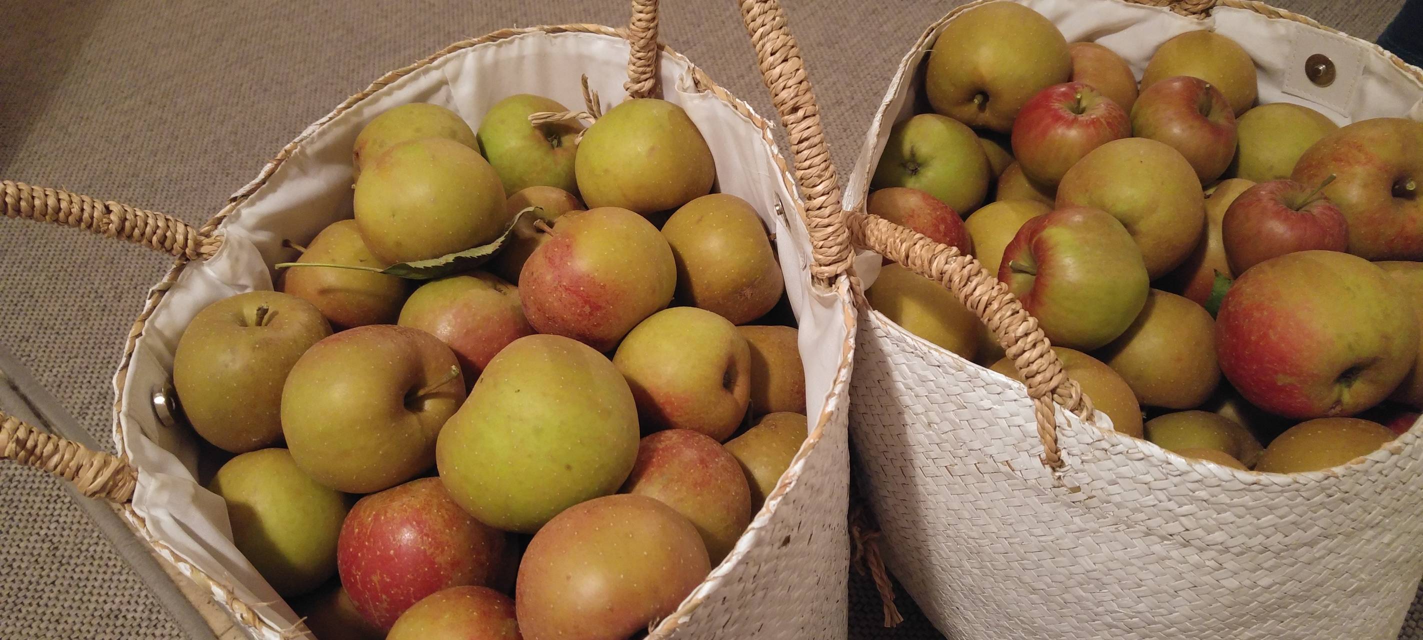 Regionales Obst und Gemüse kaufen