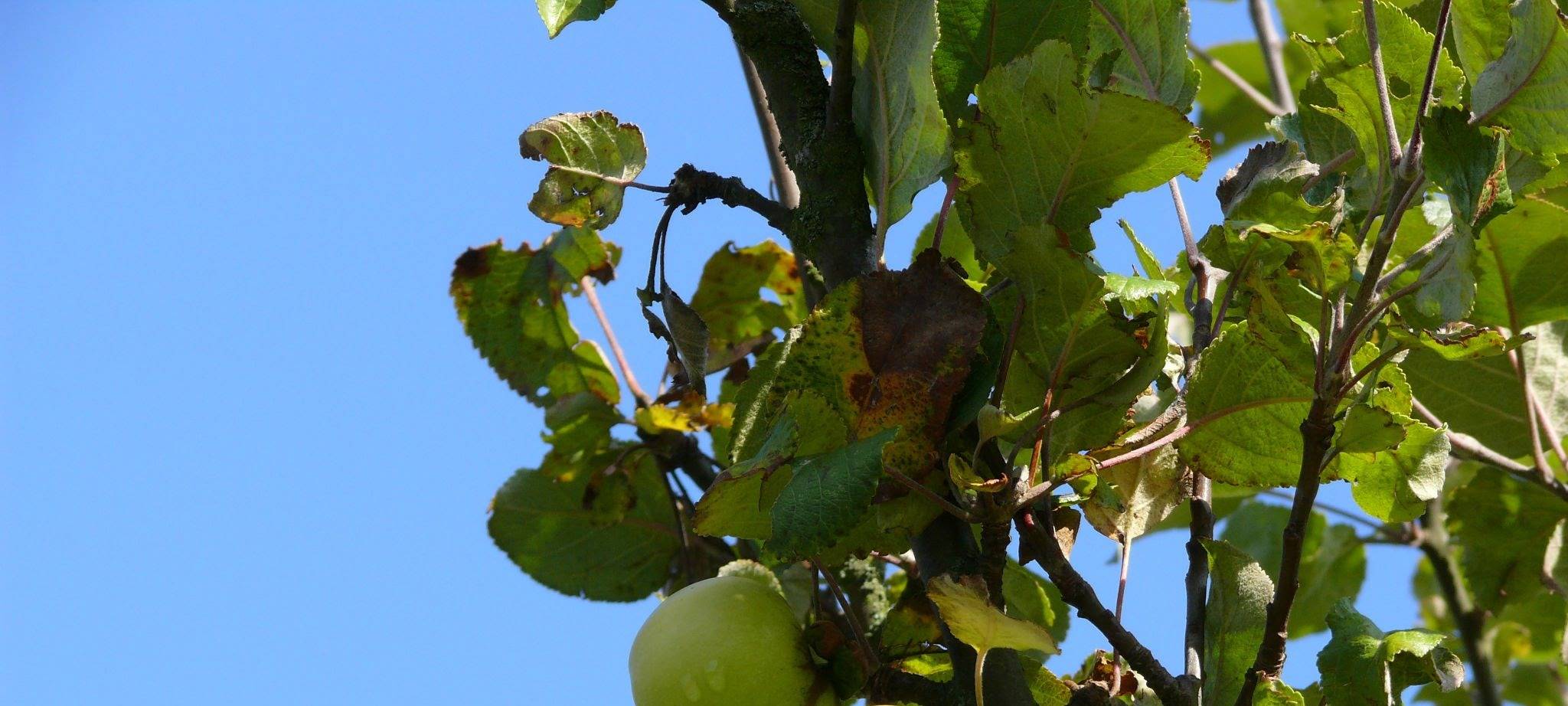 Leichlingen: Erste Sperrungen für Obstmarkt