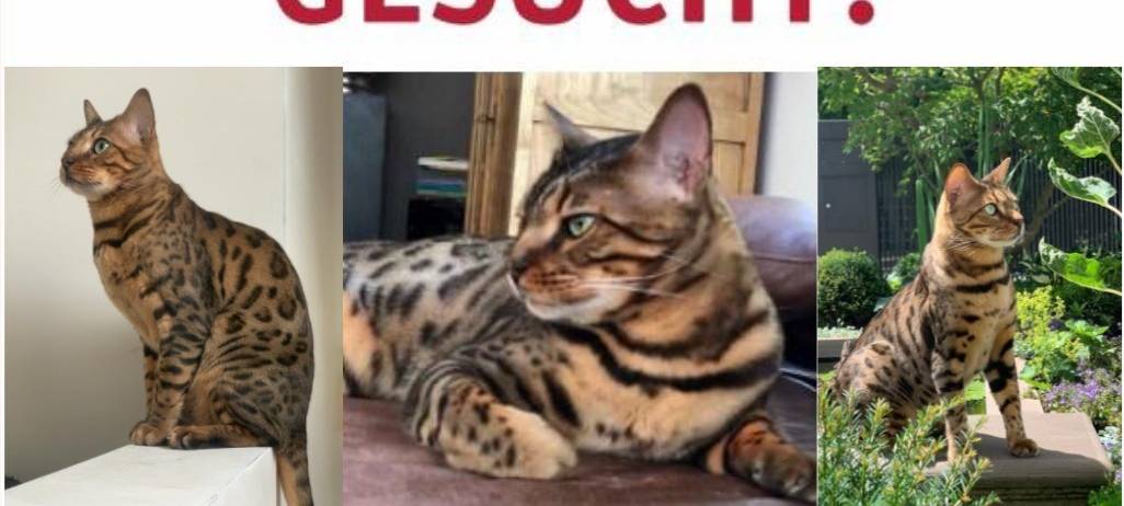 Bengalkater Gismo in Moitzfeld entlaufen