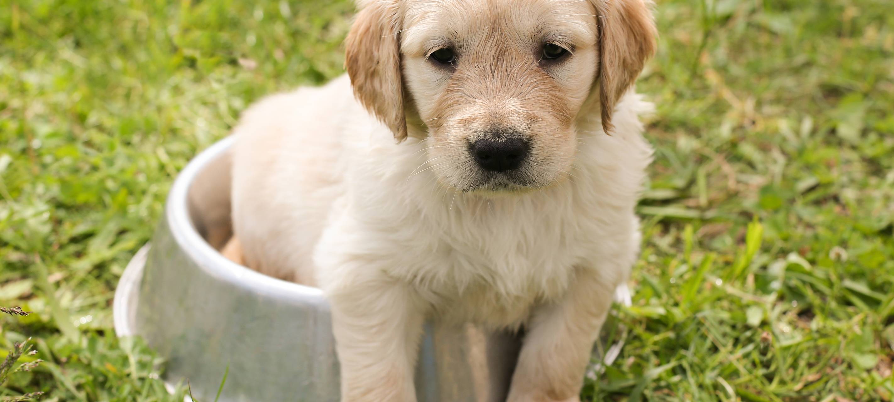 Hundesteuer: Höchste Sätze in Bergisch Gladbach und Kürten