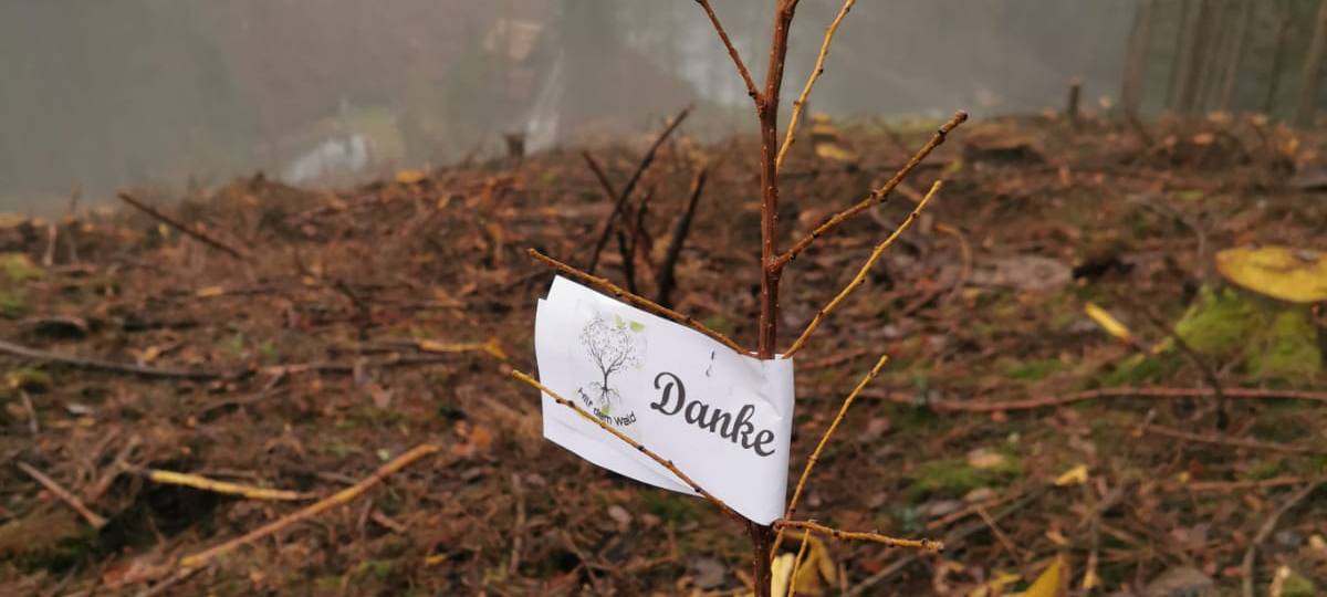 Anna aus Lindlar forstet den Wald auf