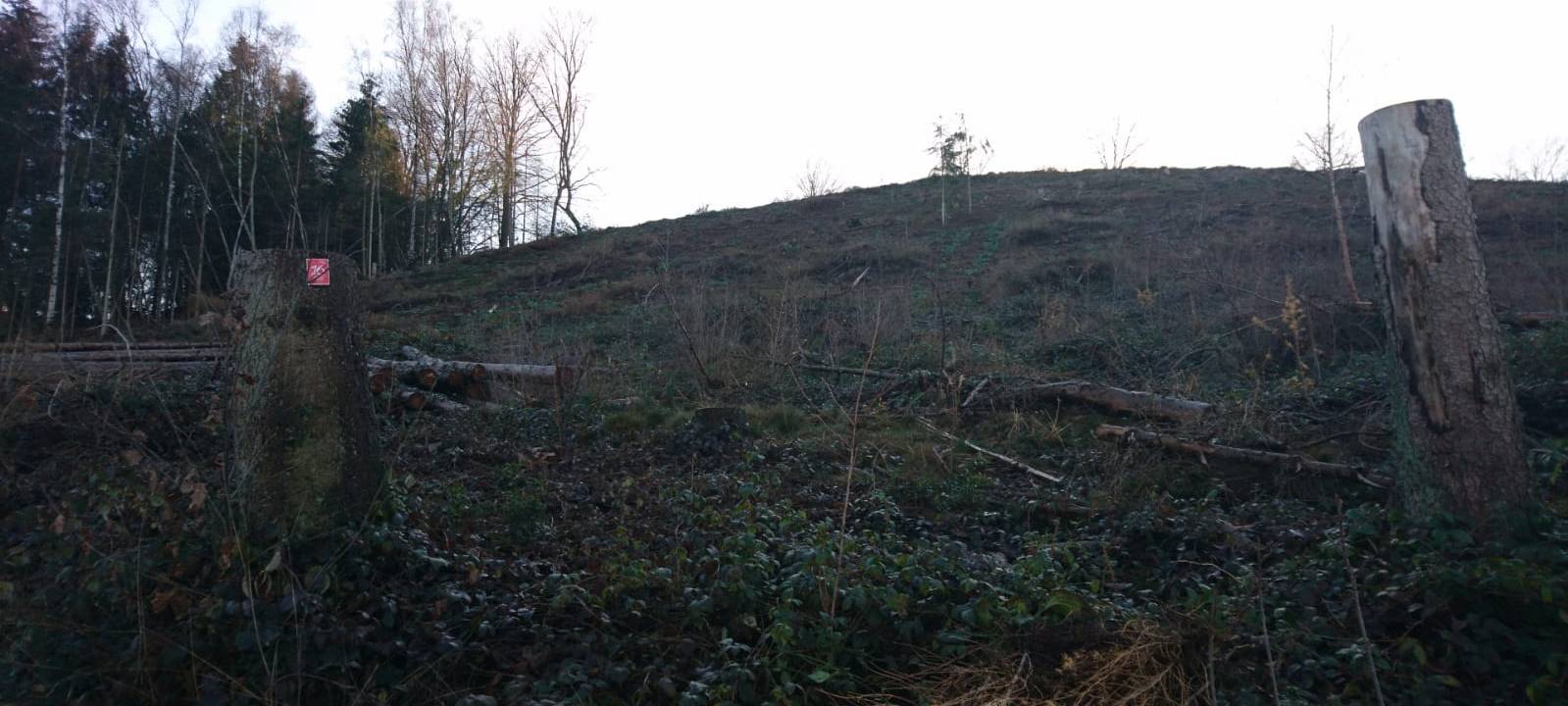 Anna aus Lindlar forstet den Wald auf