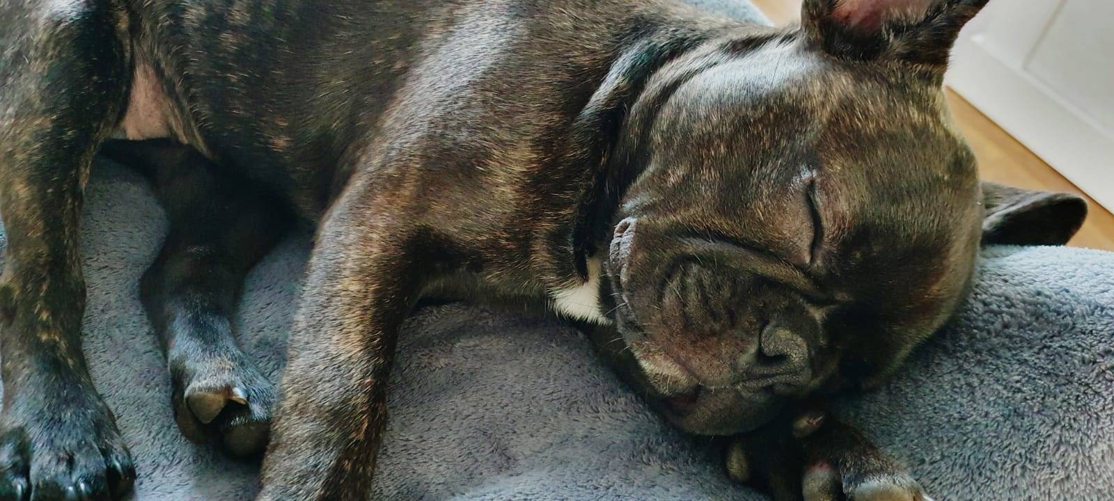 Französische Bulldogge "Molly" entlaufen