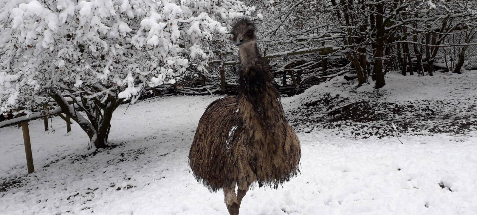 Tiere und die Kälte