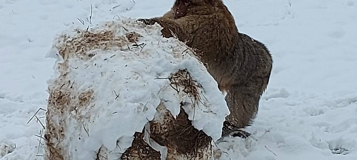 Tiere und die Kälte