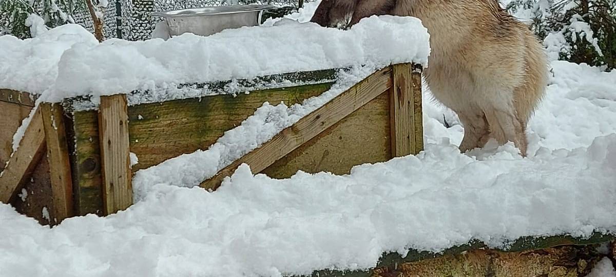 Tiere und die Kälte