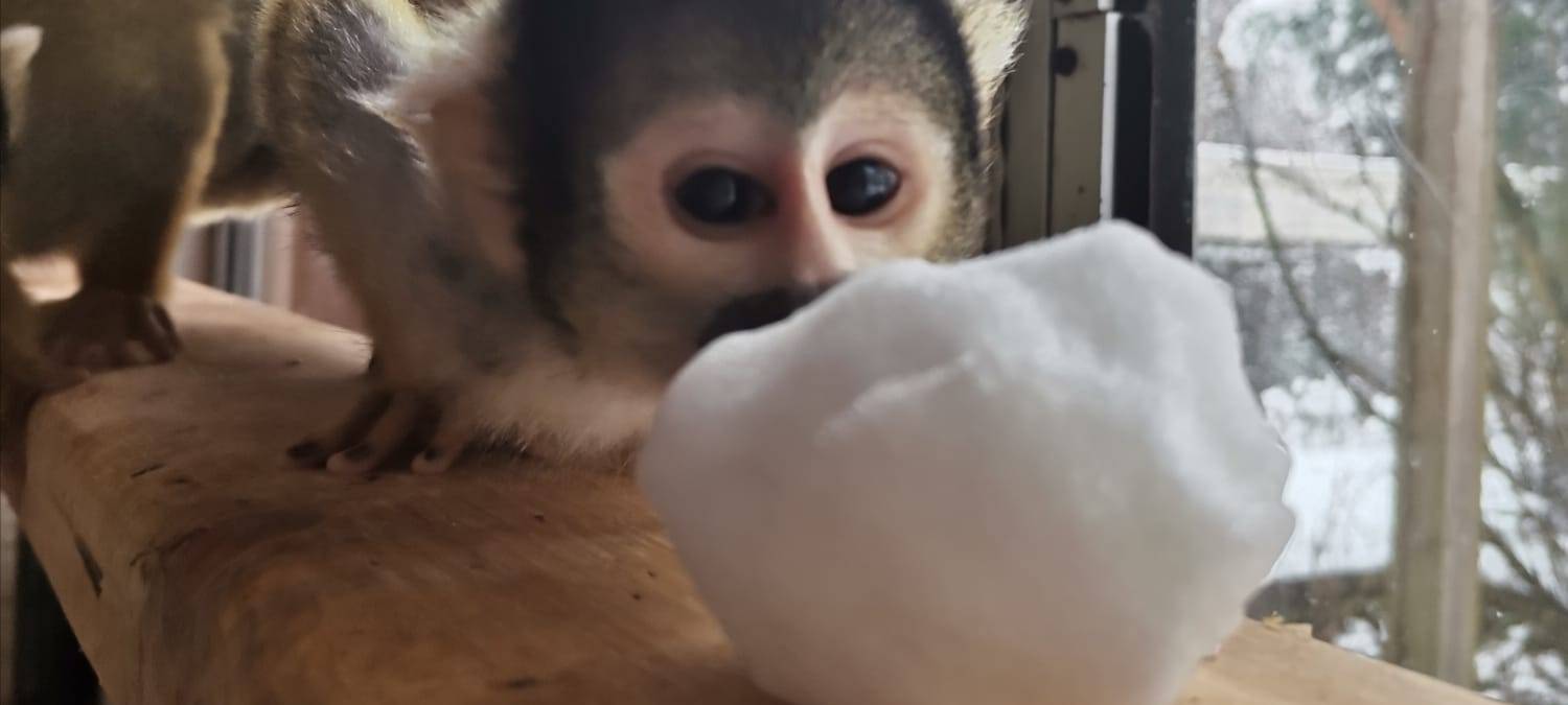 Tiere und die Kälte